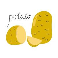 Hand drawn potato, half, slice. Flat illustration. vector