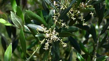 oliveira brotando em flor pronta para dar à luz a oliveira video