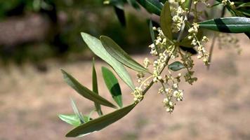 oliveira brotando em flor pronta para dar à luz a oliveira video