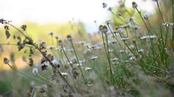 meadow of daisies for the preparation of the infusion of chamomile video