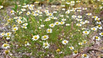 meadow of daisies for the preparation of the infusion of chamomile