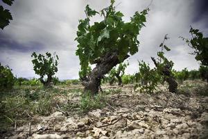 Vines in a field photo