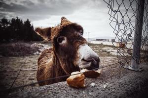 Donkey on a farm photo