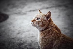 Stray cat in the city photo