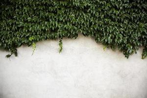 Wall with ivy photo