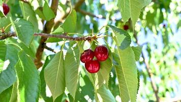 bunch of ripe cherry on the weeping with intense colors video