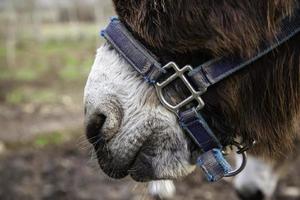 Donkey head on a farm photo