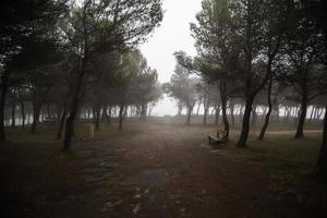 bosque oscuro en la niebla foto