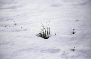 Green grass in the snow