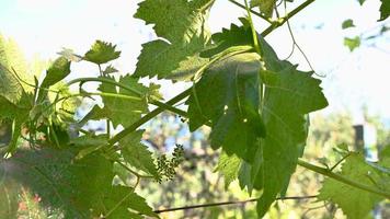 brote de vida para la producción de uvas