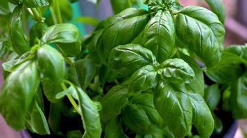 basil plant used as a spice for food seasoning video