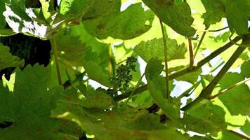 brote de vid para la producción de uva