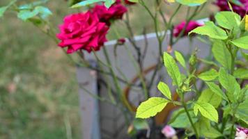 ruwe rozenplant met intense kleuren video