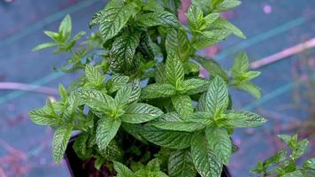 mint plant used as a spice for food seasoning video
