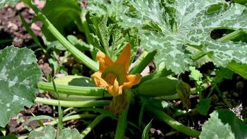 planta recién cultivada con flor de calabaza video