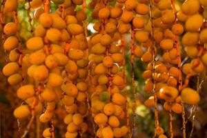 Dates maturing in the palm tree itself photo