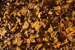hojas de otoño caídas en el suelo de madrid foto