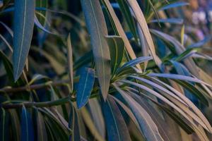 Green leaves on a tree photo