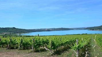 vingård vid stranden av Corbara-sjön i Umbrien video