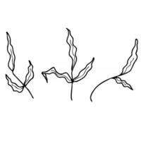 Doodle of marine seaweed vector