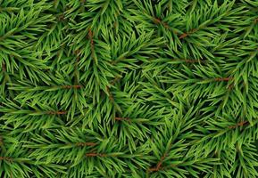 Winter flora. A set of evergreen branches. Thuja, yew, juniper, fir, cedar,  pine, and spruce. 15280420 Vector Art at Vecteezy