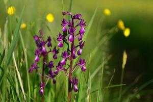 Jersey orchid uk imagen macro de marsh flores silvestres de primavera foto