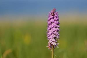 Spotted Orchid Jersey UK macro image of a Spring marsh wildflower photo