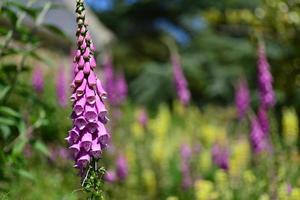 jersey dedalera reino unido jardín de primavera foto