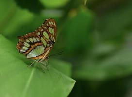 Imagen macro de mariposas malaquita de lepidópteros foto