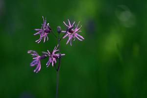 Ragged Robin plant UK Spring marsh wildflower photo