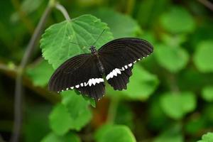 Mariposa mormona común imagen macro de lepidópteros foto