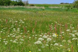 Spring wildflower reserve Jersey UK photo