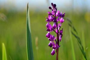 orquídea de jersey reino unido primavera pantano flores silvestres foto