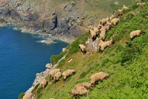 Loaghtan sheep Jersey UK a herd cling to the coastal cliff photo