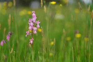 jersey orhcid uk primavera híbrido wildflower. foto