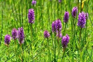 Jersey de orquídeas del pantano del sur flores silvestres de primavera foto