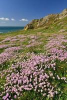 Le Pulec Jersey UK Spring pink Thrift and coastal cliffs photo