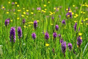 Jersey de orquídeas del pantano del sur flores silvestres de primavera foto