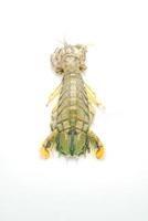Fresh mantis shrimp isolated on white background photo