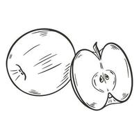 par de manzanas, vector, ilustración, bosquejo vector