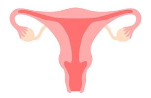 Imágenes Prediseñadas de útero. útero, vagina, ovario, cuello uterino. sistema reproductivo de la mujer, ginecología, fertilidad, ciclo menstrual, concepto de poder femenino. ilustración vectorial de stock aislada sobre fondo blanco en estilo de dibujos animados plana vector