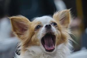 Cute brown dog opening its mouth photo