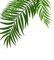 Palm Tree Leaf Silhouette Background Vector Illustration