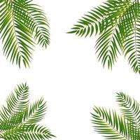 Frame Palm Tree Leaf Silhouette Background Vector Illustrat