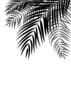 Palm Tree Leaf Silhouette Background Vector Illustrat