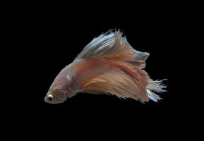 Siamese betta fighting isolated on black background photo