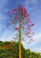 The tree with red flowers in the sky is the backdrop photo