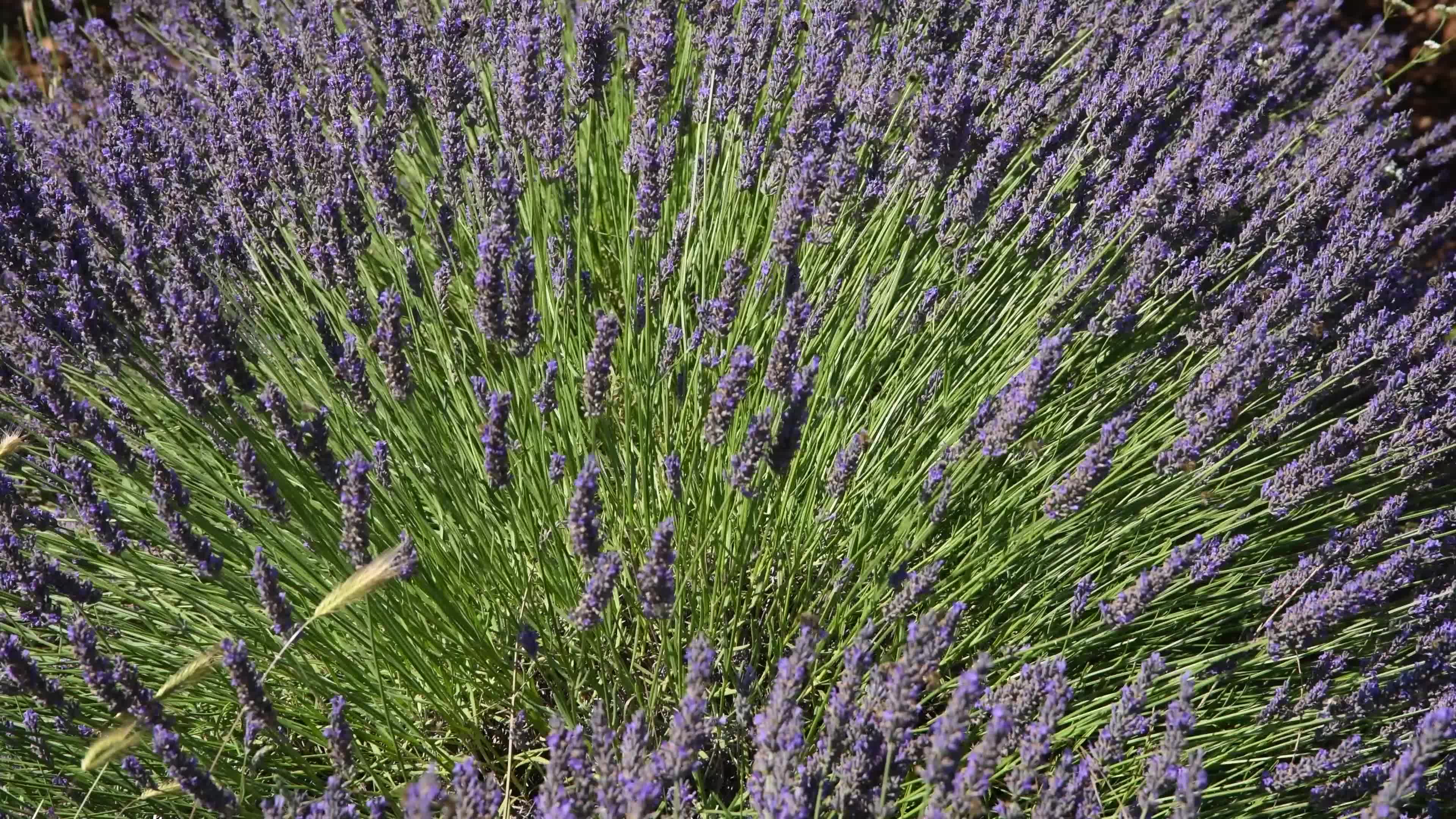 a bunch of dry lavender flowers on a kitchen table. 8417701 Stock Photo at  Vecteezy