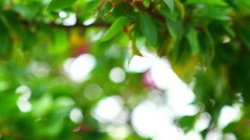 luta upp på kronblad av rosa bougainvillea-växten video