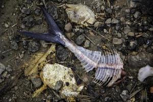 huesos de pescado en la basura foto